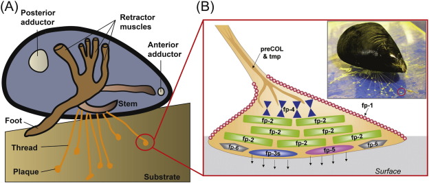 Credit: ScienceDirect